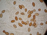 Psilocybe azurescens image