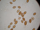 Psilocybe azurescens image