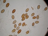 Psilocybe azurescens image