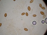 Psilocybe azurescens image