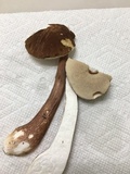 Austroboletus gracilis image