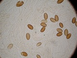 Psilocybe azurescens image