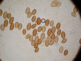 Psilocybe azurescens image