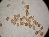 Psilocybe azurescens image
