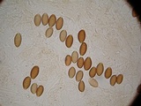 Psilocybe azurescens image