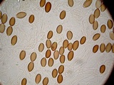 Psilocybe azurescens image
