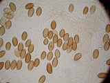 Psilocybe azurescens image