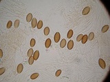 Psilocybe azurescens image