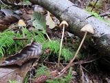 Psilocybe pelliculosa image