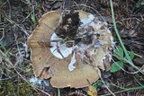Onnia tomentosa image