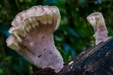 Cymatoderma elegans image