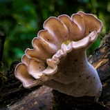 Cymatoderma elegans image