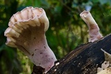 Cymatoderma elegans image
