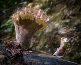 Cymatoderma elegans image