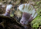 Cymatoderma elegans image