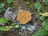 Onnia tomentosa image