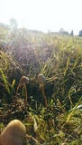 Psilocybe semilanceata image