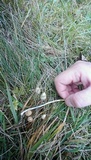 Psilocybe semilanceata image