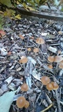 Psilocybe bohemica image