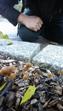 Psilocybe bohemica image