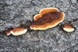 Gloeophyllum sepiarium image