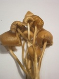 Psilocybe semilanceata f. sterile image