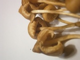 Psilocybe semilanceata f. sterile image