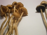 Psilocybe semilanceata image