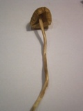 Psilocybe semilanceata image