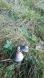 Panaeolus papilionaceus var. papilionaceus image