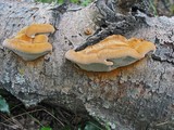 Inocutis rheades image
