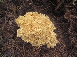 Sparassis crispa image