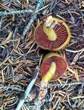 Cortinarius semisanguineus image