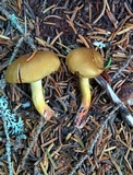Cortinarius semisanguineus image