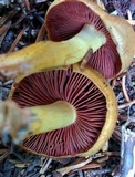 Cortinarius semisanguineus image