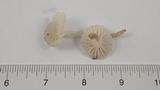 Marasmius calhouniae image
