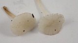 Marasmius calhouniae image