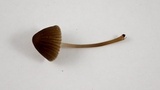 Mycena leptocephala image