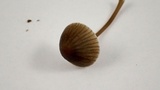 Mycena leptocephala image