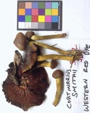 Cortinarius smithii image