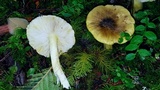 Tricholoma sejunctum image