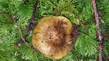Tricholoma sejunctum image