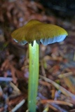 Hygrocybe olivaceonigra image