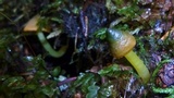 Humidicutis marginata var. olivacea image
