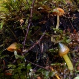 Humidicutis marginata var. olivacea image