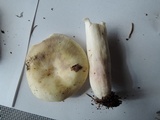 Russula violeipes image
