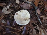 Russula violeipes image