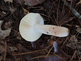 Russula violeipes image