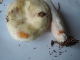 Russula violeipes image