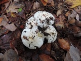 Hygrophorus sordidus image